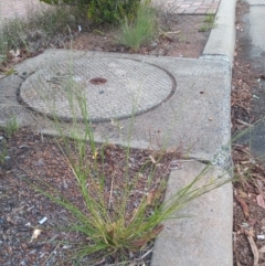 Eragrostis parviflora (Weeping Love Grass) at Greenway, ACT - 26 Feb 2021 by MichaelBedingfield