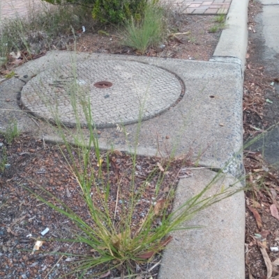 Eragrostis parviflora (Weeping Love Grass) at Greenway, ACT - 26 Feb 2021 by michaelb