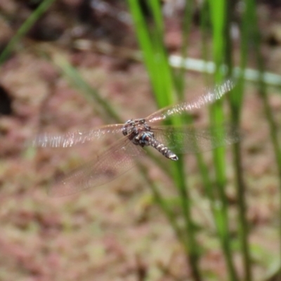 Adversaeschna brevistyla (Blue-spotted Hawker) at Jerrabomberra Wetlands - 26 Feb 2021 by RodDeb