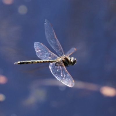 Hemicordulia tau (Tau Emerald) at Jerrabomberra Wetlands - 26 Feb 2021 by RodDeb