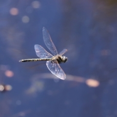 Hemicordulia tau at Fyshwick, ACT - 26 Feb 2021