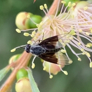 Geron nigralis at Murrumbateman, NSW - 26 Feb 2021