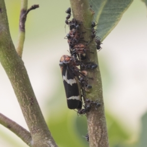 Eurymeloides pulchra at Higgins, ACT - 24 Feb 2021