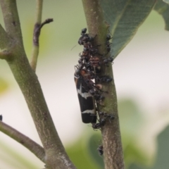 Eurymeloides pulchra at Higgins, ACT - 24 Feb 2021