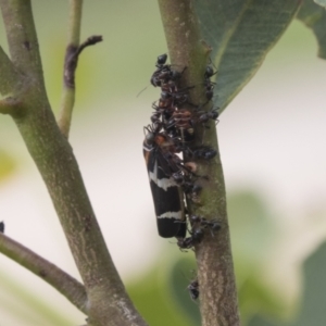 Eurymeloides pulchra at Higgins, ACT - 24 Feb 2021