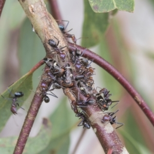 Eurymeloides punctata at Higgins, ACT - 24 Feb 2021