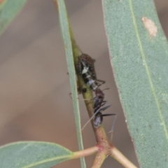 Eurymeloides punctata at Higgins, ACT - 24 Feb 2021