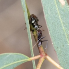 Eurymeloides punctata at Higgins, ACT - 24 Feb 2021