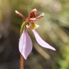 Eriochilus cucullatus (Parson's Bands) at Black Mountain - 26 Feb 2021 by shoko