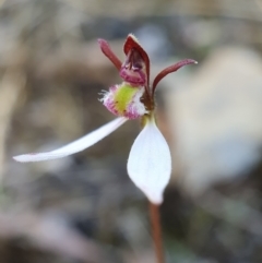 Eriochilus cucullatus at Undefined Area - suppressed