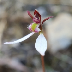 Eriochilus cucullatus at Point 5822 - suppressed