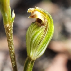 Speculantha rubescens at Point 5820 - suppressed