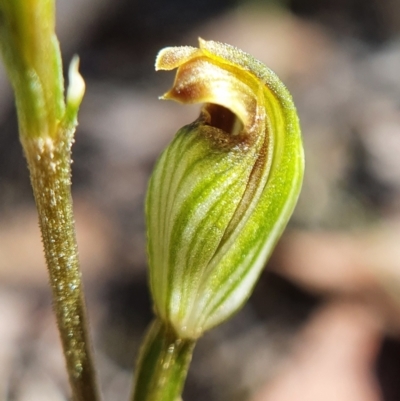 Speculantha rubescens (Blushing Tiny Greenhood) at Acton, ACT - 26 Feb 2021 by shoko