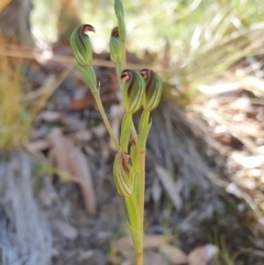 Speculantha rubescens at Point 5820 - suppressed