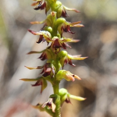 Corunastylis clivicola (Rufous midge orchid) at Black Mountain - 26 Feb 2021 by shoko