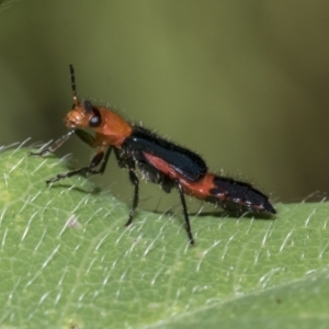 Melyridae (family) at Higgins, ACT - 19 Feb 2021