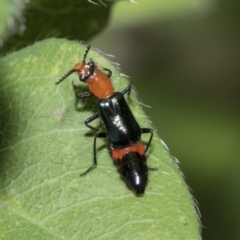 Melyridae (family) at Higgins, ACT - 19 Feb 2021