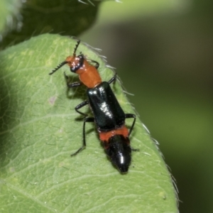 Melyridae (family) at Higgins, ACT - 19 Feb 2021