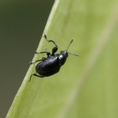 Euops sp. (genus) (A leaf-rolling weevil) at Hawker, ACT - 18 Feb 2021 by AlisonMilton