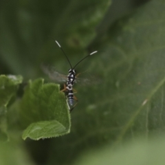 Gotra sp. (genus) (Unidentified Gotra ichneumon wasp) at Higgins, ACT - 18 Feb 2021 by AlisonMilton