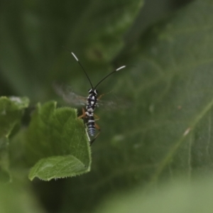 Gotra sp. (genus) at Higgins, ACT - 19 Feb 2021