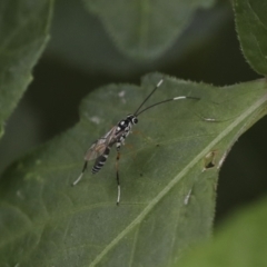 Gotra sp. (genus) at Higgins, ACT - 19 Feb 2021