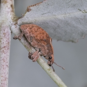 Gonipterus sp. (genus) at Scullin, ACT - 18 Feb 2021