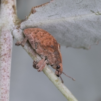 Gonipterus sp. (genus) (Eucalyptus Weevil) at Scullin, ACT - 18 Feb 2021 by AlisonMilton