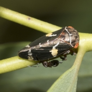 Eurymeloides punctata at Scullin, ACT - 18 Feb 2021 10:14 AM