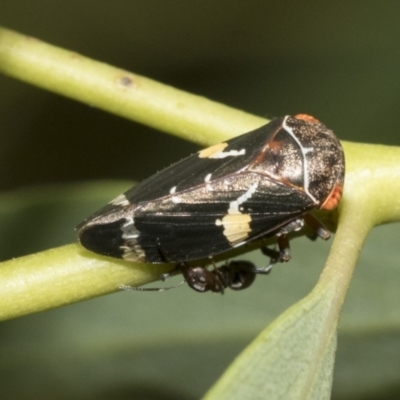 Eurymeloides punctata (Gumtree hopper) at Scullin, ACT - 17 Feb 2021 by AlisonMilton