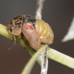 Paropsisterna m-fuscum (Eucalyptus Leaf Beetle) at Scullin, ACT - 17 Feb 2021 by AlisonMilton