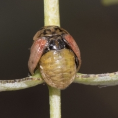 Paropsisterna m-fuscum at Scullin, ACT - 18 Feb 2021