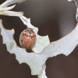 Paropsisterna m-fuscum at Scullin, ACT - 18 Feb 2021