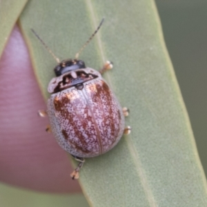 Paropsisterna m-fuscum at Scullin, ACT - 18 Feb 2021 09:54 AM