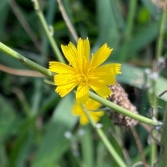 Chondrilla juncea (Skeleton Weed) at Griffith, ACT - 26 Feb 2021 by AlexKirk