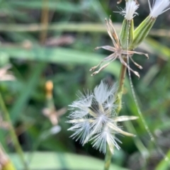 Chondrilla juncea at Griffith, ACT - 26 Feb 2021