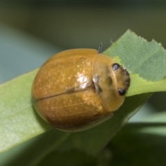 Paropsisterna cloelia (Eucalyptus variegated beetle) at Scullin, ACT - 18 Feb 2021 by AlisonMilton