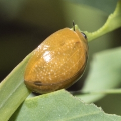 Paropsisterna cloelia at Scullin, ACT - 18 Feb 2021 10:15 AM