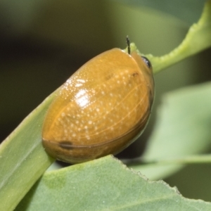 Paropsisterna cloelia at Scullin, ACT - 18 Feb 2021