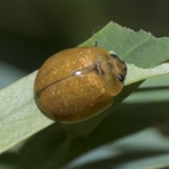 Paropsisterna cloelia at Scullin, ACT - 18 Feb 2021 10:15 AM