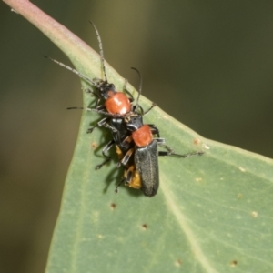 Chauliognathus tricolor at Hawker, ACT - 18 Feb 2021 10:58 AM