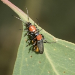 Chauliognathus tricolor (Tricolor soldier beetle) at Hawker, ACT - 17 Feb 2021 by AlisonMilton
