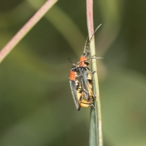 Chauliognathus tricolor at Hawker, ACT - 18 Feb 2021 10:58 AM