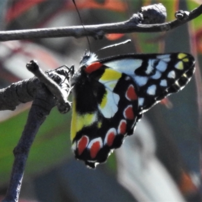 Delias aganippe (Spotted Jezebel) at Bullen Range - 26 Feb 2021 by JohnBundock