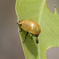 Paropsisterna cloelia (Eucalyptus variegated beetle) at Hawker, ACT - 18 Feb 2021 by AlisonMilton