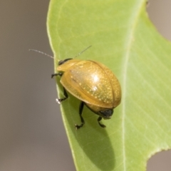 Paropsisterna cloelia at Hawker, ACT - 18 Feb 2021 11:02 AM