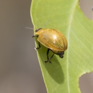 Paropsisterna cloelia at Hawker, ACT - 18 Feb 2021 11:02 AM