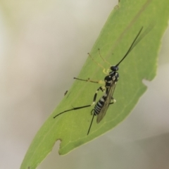 Sericopimpla sp. (genus) (Case Moth Larvae Parasite Wasp) at Hawker, ACT - 18 Feb 2021 by AlisonMilton