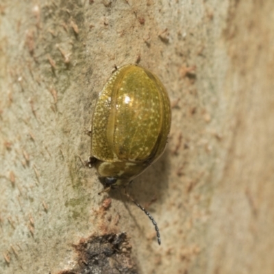 Paropsisterna cloelia (Eucalyptus variegated beetle) at Scullin, ACT - 18 Feb 2021 by AlisonMilton