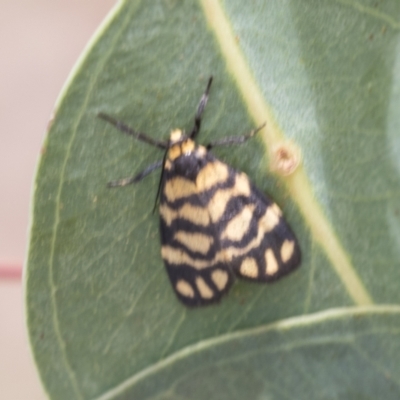 Asura lydia (Lydia Lichen Moth) at Hawker, ACT - 18 Feb 2021 by AlisonMilton